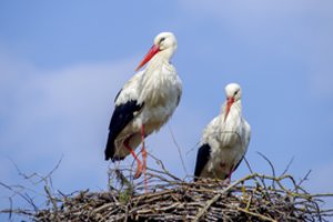 Apie gandrų grįžimą sužinokite realiuoju laiku: kaip stebėti paukščių maršrutus ir kokios technologijos juos seka