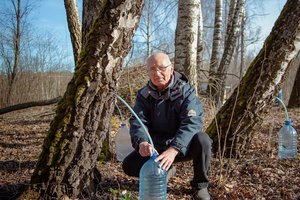 Panevėžietį džiugina gausiai tekanti sula: šiemet jos – dvigubai daugiau