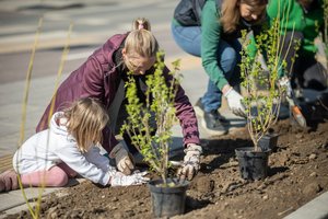 Vilniečiams išdalys tūkstančius krūmų: štai, ką reikės padaryti, kad galėtumėte gražinti savo kiemą