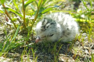 Ribojamas kai kurių saugomų teritorijų lankymas: siekiama apsaugoti gyvūnų jauniklius