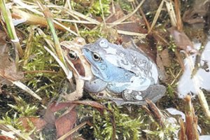 Išskirtinis reginys Lazdijų rajone – mėlynos varlės: paaiškino, kodėl taip nutinka