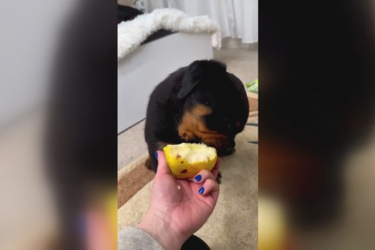 Šeimininkės noras pasimėgauti gardžiu užkandžiu neišdegė: pamatykite, kokiam vaisiui neatsispyrė augintinis