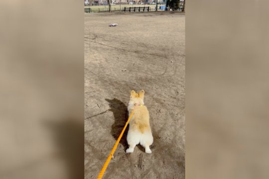 Pamatykite: aktyvių šunų šeimininkams pristatė išradingą būdą, kaip nuvarginti augintinį