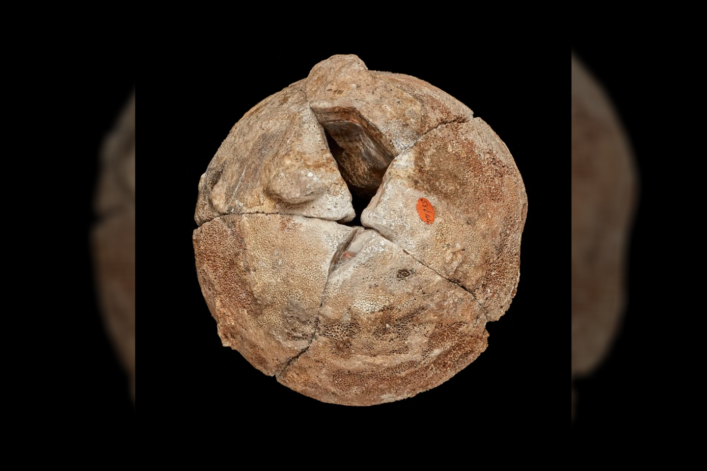 Agato mineralas kolekcijoje išbuvo pastaruosius 175 metus, kol atsitiktinis įvykis atskleidė, kad tai – dinozauro kiaušinis.<br>JAV Gamtos istorijos muziejaus nuotr.