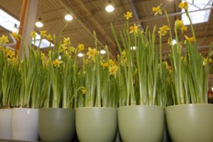 Šios gėlės gali tapti ne tik Velykų puošmena, bet ir sulaukti kitų metų: kelios svarbios taisyklės