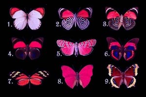 Kuris drugelis labiausiai sudomino? Štai kas trukdo jūsų laimei