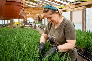 Jau puola pirkti šviežias daržoves ir daigus: atskleidė, kiek šiemet kainuoja tokios gėrybės