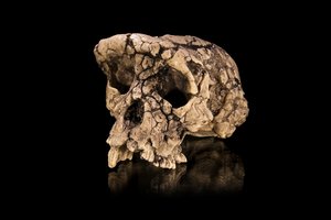 Senoviniai kaulai rodo, kad žmonių protėviai stačiomis vaikščiojo dar prieš 7 milijonus metų