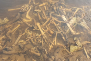 Dėl didelio kiekio elnių gaišenų likučių upėje Seimo narys dar kartą kreipėsi į Aplinkos ministeriją: įtaria brakonieravimą