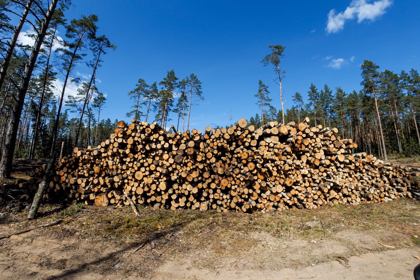 Miškininkystės ūkinės veiklos stabdymas smarkiai paliestų medienos pramonės, energetikos sektorius, padidintų nedarbą.<br>V.Ščiavinsko nuotr.