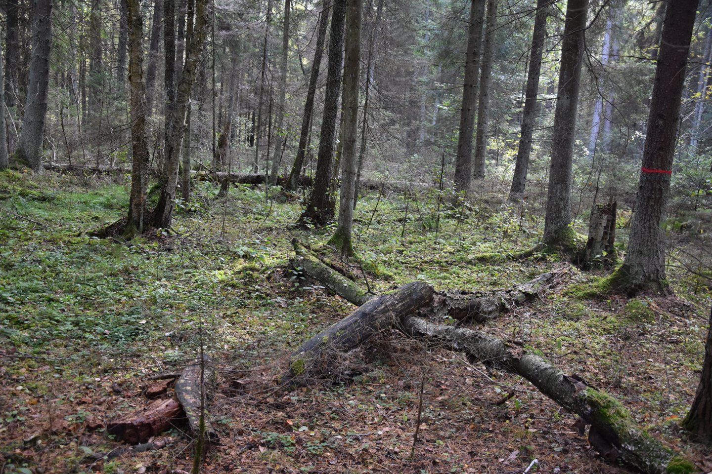 Pasak dr. A.Tebėros, mūsų šalies miškai nėra naudojami intensyviai – juose yra apie 66 mln. kubinių metrų pūvančios medienos.<br>A.Srėbalienės nuotr.