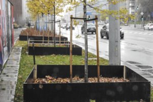 Aplinkos ministerija patikslino tvarką, kaip skaičiuos želdynus: paaiškino, kodėl pokyčių reikėjo