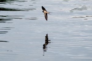 Lietuvos vandens telkinius papildė virš 6 milijonų vėgėlių