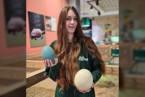 Kiaušinių įvairovė nustebins ir didelius, ir mažus – nepraleiskite progos pamatyti