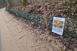 Prašo vairuotojų būti atsargiems: prasidėjo varliagyvių migracija