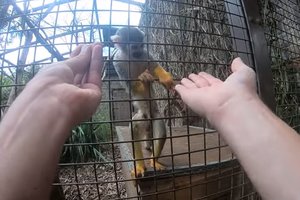 Beždžionėms parodė triuką – reakcija buvo labai miela, bet tai daug ką pasako ir apie mūsų pasaulio suvokimą