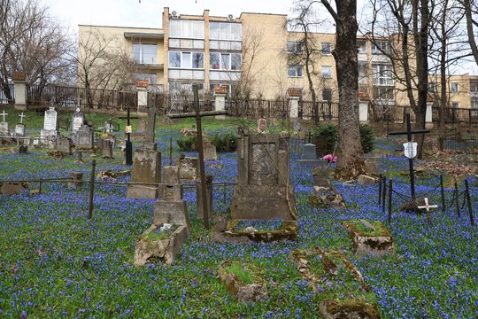 Bernardinų kapinės paskendo mėlynų žiedų jūroje. <br>R.Danisevičiaus nuotr. 