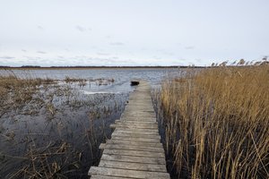 Ornitologiniame draustinyje gamtos mylėtojai nelaukiami: tenka brautis per užtvarus