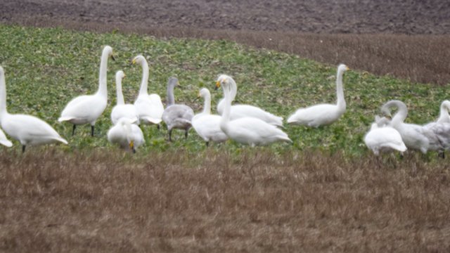 Velykų dieną dangų gaubs kamuoliniai debesys: vietomis galime sulaukti perkūnijos 