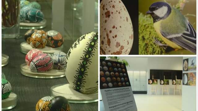 Tado Ivanausko zoologijos muziejuje surengta paroda: joje – galimybė išvysti kolekcijoje saugomus išskirtinius kiaušinius