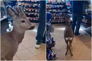 Stulbinantis svečias Vilkaviškio degalinėje: eilėje stovėjo stirniukas