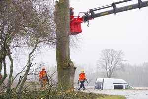 Metas pjauti ir genėti: štai, kada teks atsiklausti ne tik kaimynų, bet ir pasirūpinti leidimais