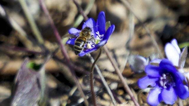 Artimiausiomis dienomis orų pokyčių nesulauksime: kaitrius saulės spindulius sklaidys trumpalaikis lietus