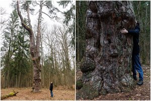 Pamatykite ir aplankykite: prie Kauno auga storiausia pušis Lietuvoje