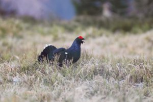 Išmokos laukinius paukščius saugantiems ūkininkams – kokios sąlygos jas gauti