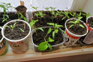 Kai ko ant palangės geriau nelaikykite, kitaip turėsite bėdų: sudėliojo visą sąrašą