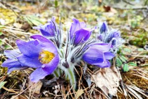 Dzūkijos nacionaliniame parke žiedus jau skleidžia retos gėlės: primena – jų skinti šiukštu negalima