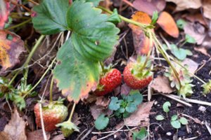 Laikykitės šių taisyklių, ir braškių derlius nudžiugins dar šiemet 
