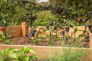 Norintiems įsirengti pakeltas lysves – keli svarbūs patarimai: kaip išsirinkti ir ką sodinti