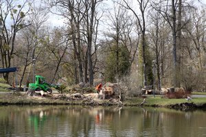 Išvydę, kas padaryta tuopoms VDU Botanikos sode praeiviai nuščiuvo: paaiškino, kodėl taip pasielgta