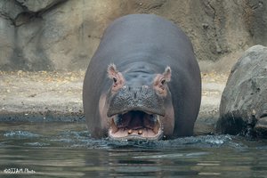 Pablo Escobaro „kokaino hipopotamai“ – galvos skausmas Kolumbijai: gyvena tarsi rojuje