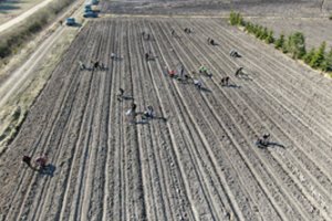 Miškininkai užsimojo pasodinti beveik 3 mln. medelių: kviečia prisijungti