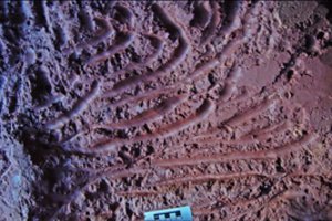 Milžiniški tuneliai, kuriuos sukūrė ne žmogus ir ne geologiniai procesai: kas juose paliko nagų žymes?