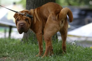 Kauniečiai nebežino, ką daryti: pyktį šunų savininkams išlieja skunduose