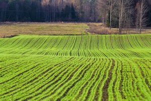 Deklaravimo naujovės jauniesiems ūkininkams – dėl ko reikės apsispręsti
