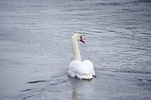 Siunčia prašymą gyventojams: nesiartinkite prie gulbių