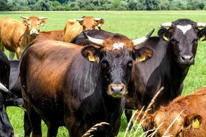 Reikalavimus nacionalinei paramai gauti atitinka devyni iš dešimties šalies pieno gamintojų