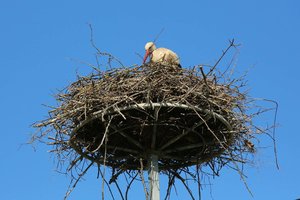 Aplinkosaugininkai įspėja: šį pavasarį gandralizdžius perkelti jau vėlu