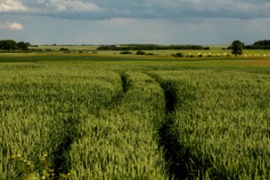 Pasėlių deklaravimui – specialistų konsultacijos ūkininkams