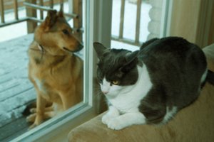 Ar galima dresuoti katę kaip šunį? Bandantys tai daryti – specialistės patarimai