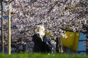 Šiemet sostinę puoš apie 72,5 tūkst. žiedų: kai kurių augalų bus galima net paskanauti