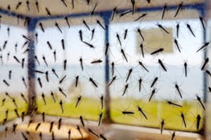 Kovai su uodais ruoškitės jau dabar:  yra trys augalai, kurių kvapo šie vabzdžiai nepakenčia