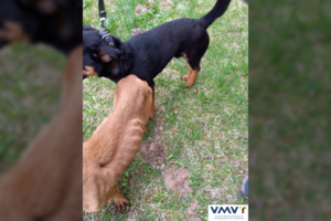 Užrakino name be maisto, vandens ir paliko mirti: atvykusios tarnybos išvydo kraupų vaizdą, į nosį trenkė nepakeliamas dvokas