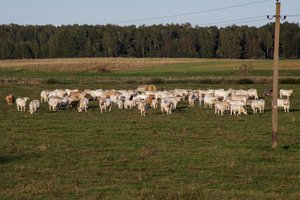 Situacija kaista: 138 ūkininkai gaus paramą, kiti liks it musę kandę, ruošiamasi į Briuselį