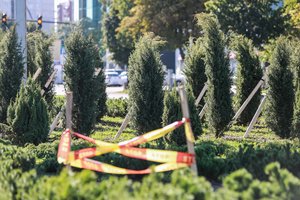 Vagių taikiniu vis dažniau tampa kiemus puošiančios tujos: apsaugoti jas gali keli paprasti sprendimai