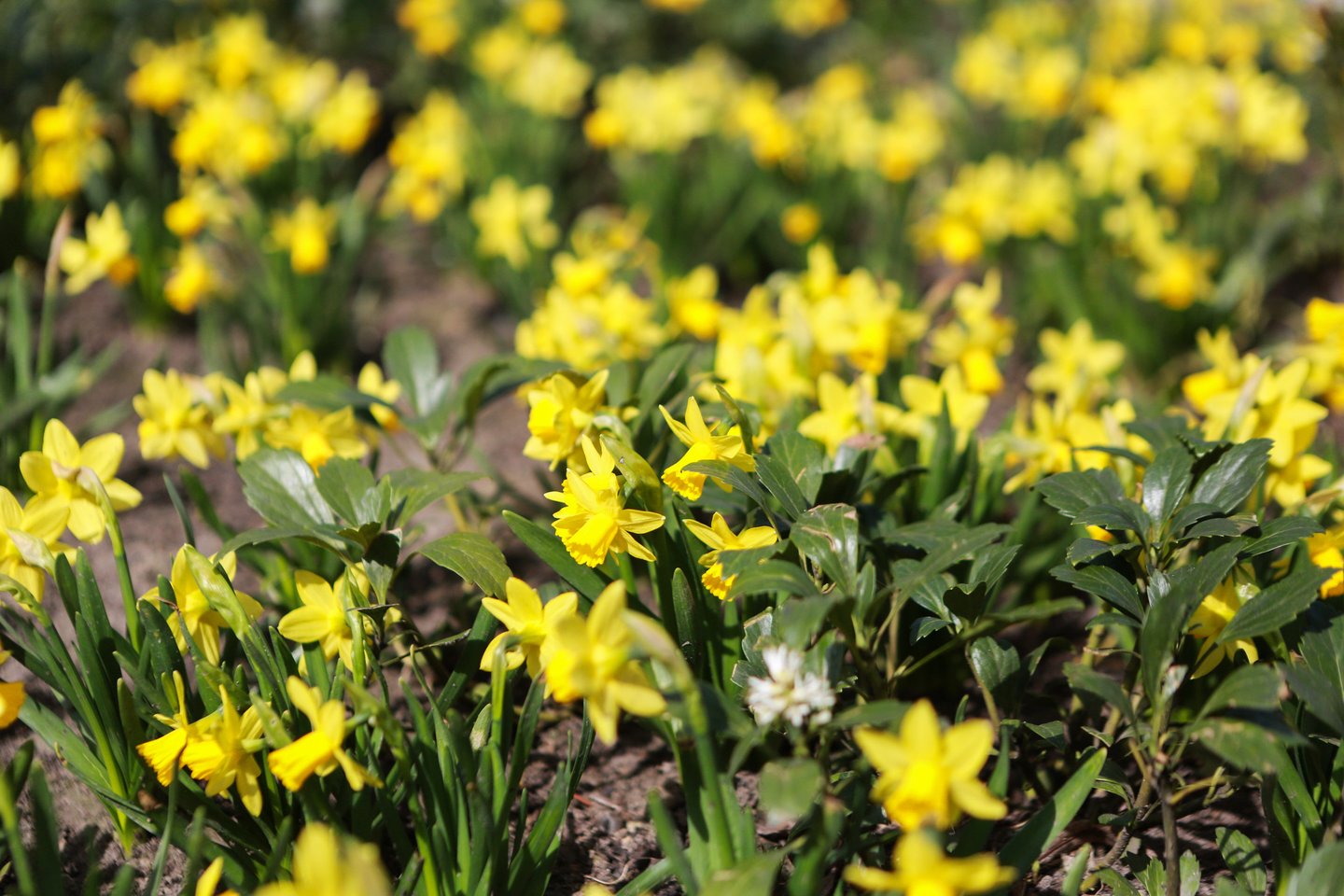 Laisvės alėjoje jau ketvirtą pavasarį sužydintys narcizai džiugina kauniečius ir miesto svečius savo geltona spalva.<br>G.Bitvinsko nuotr.
